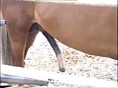 The ranch owner notes the throbbing hard-on that a well-endowed horse develops.